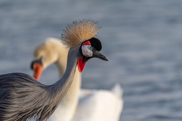  Common Crane Birds at Qudra Lakes in Dubai UAE
