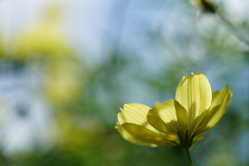 Light Yellow Flower of Cosmos in Full Bloom
