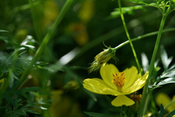 Light Yellow Flower of Cosmos in Full Bloom
