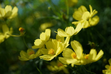 Fototapeta premium Light Yellow Flower of Cosmos in Full Bloom 