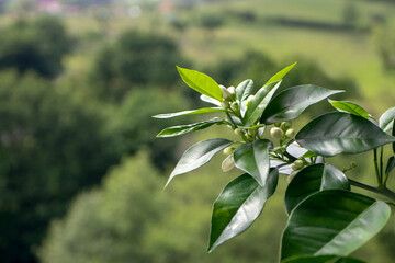 Obraz premium Orange tree white fragrant buds on the blurred spring background. Azahar blossom.