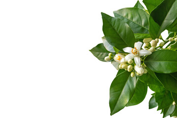 Orange tree white fragrant flowers and buds isolated on white.