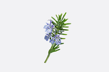 Rosemary or salvia rosmarinus branch with leaves and flowers isolated on white