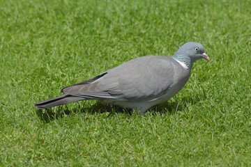 Columba palumbus in the grass, profile view. 