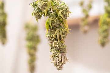 Marijuana plant hanging to dry