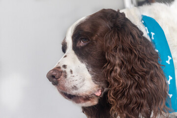 close up of a senior dog in home. Springer Spaniel breed