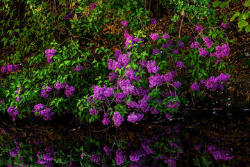 Flowers reflected in the water