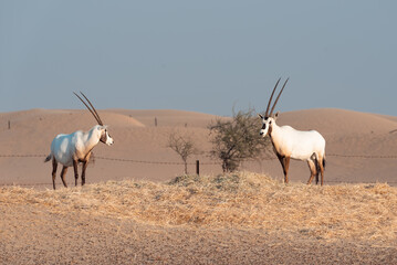 Arabian Oryx in the desert of Dubai- UAE,,, taken at the golden hour	