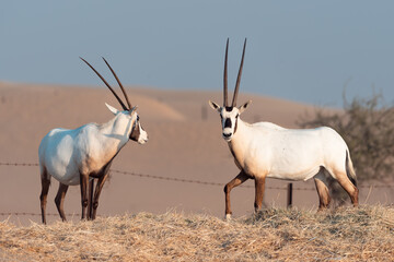 Arabian Oryx in the desert of Dubai- UAE,,, taken at the golden hour	