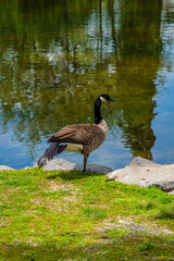 Mirror Pond At Manito Park. Spokane Washington.