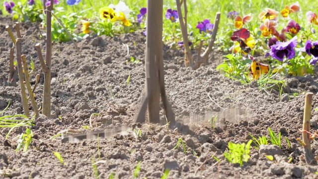Experienced gardener breaks large soil clod piles hitting with brown grey metal rake among flowers closeup zoom out.