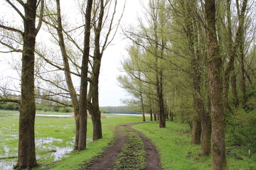 Tudor Schleurholts