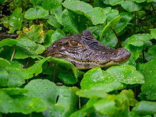 Baby Caiman