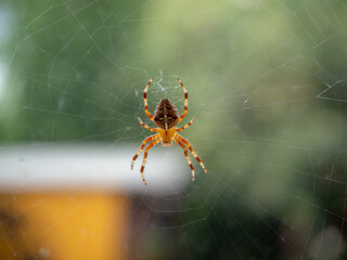 Costa Rican Arachnid