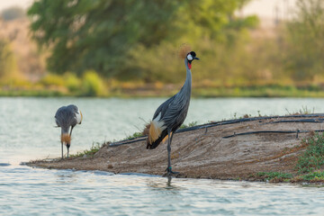 Common Crane Birds at Qudra Lakes in Dubai UAE