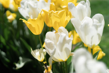 Colorful Tulips on a sunny day in Spring