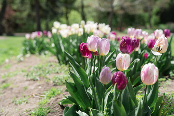 Colorful Tulips on a sunny day in Spring