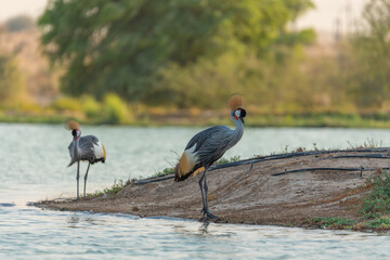 Common Crane Birds at Qudra Lakes in Dubai UAE