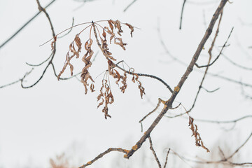 snow covered tree