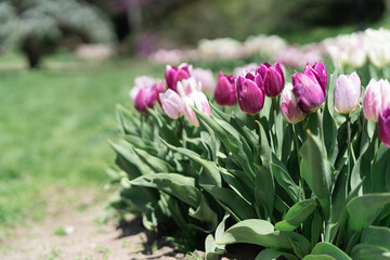 Colorful Tulips on a sunny day in Spring