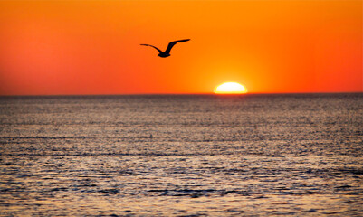 Fototapeta na wymiar Seagull at Sunset Over Ocean