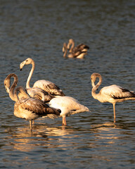 Flamingos in the Al Qudra Lakes in the desert of Dubai - UAE	