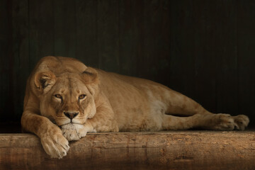 Portrait of  Lioness. Lion in dark	
