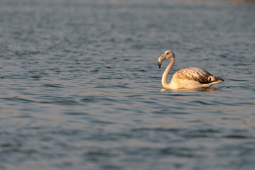 Flamingos in the Al Qudra Lakes in the desert of Dubai - UAE	