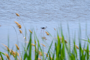 A black-winged lapwing on stilt legs searches for food in shallow water on a sunny day against a background of green grass. Bird life in the wild.