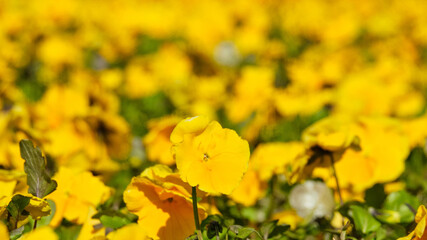 Summer background of yellow pansy flowers blooming in the park.