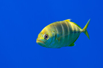 Naklejka premium juvenile blue trevally jack fish