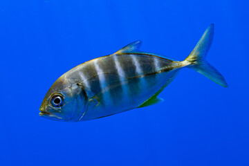 Fototapeta premium juvenile blue trevally jack fish
