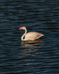 Flamingos in the Al Qudra Lakes in the desert of Dubai - UAE	