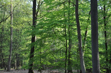 Frischer grüner Wald
