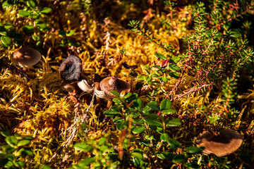 Obraz premium mushrooms on the yellow colored forest floor of Alaska during autumn