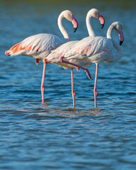 Fototapeta na wymiar Flamingos in the Al Qudra Lakes in the desert of Dubai - UAE 