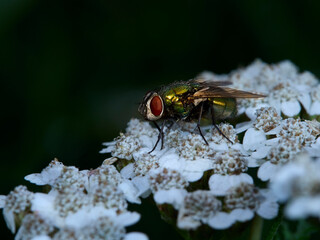 fly on leaf