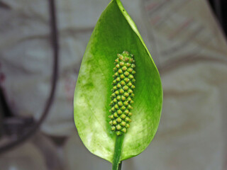 Close up of a plant leaf