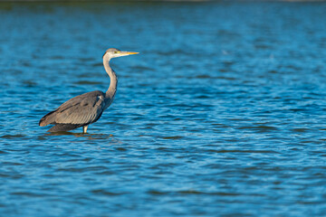 Blue Heron bird in Qudra Lakes in Dubai-UAE