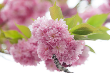 Flowers seen on Sakura trees blooming in downtown.