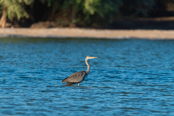 Blue Heron bird in Qudra Lakes in Dubai-UAE