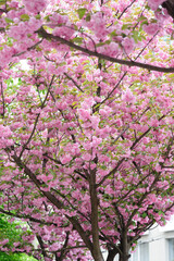 Flowers seen on Sakura trees blooming in downtown.