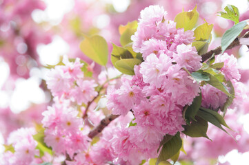 Flowers seen on Sakura trees blooming in downtown.