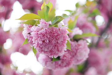 Flowers seen on Sakura trees blooming in downtown.