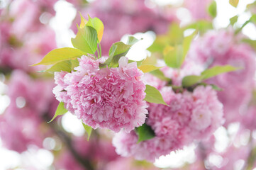 Flowers seen on Sakura trees blooming in downtown.