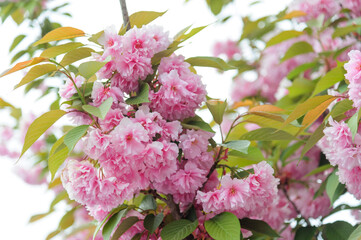 Flowers seen on Sakura trees blooming in downtown.