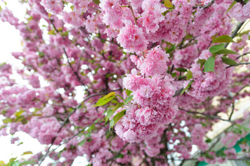 Flowers seen on Sakura trees blooming in downtown.