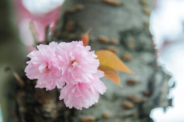 Flowers seen on Sakura trees blooming in downtown.