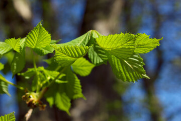 Chestnut new green leaves on spring branch close up. Springtime in the park.