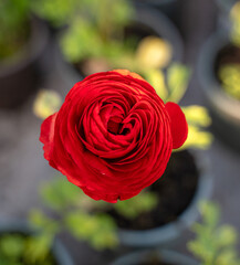 Petals of a bright red flower wrapped in a spiral on a green background